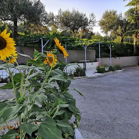 Rosemarin Capodistria