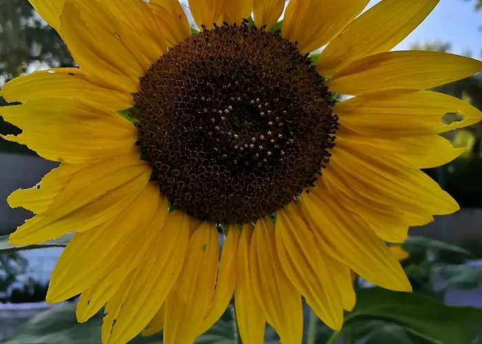 Apartamento Rosemarin *